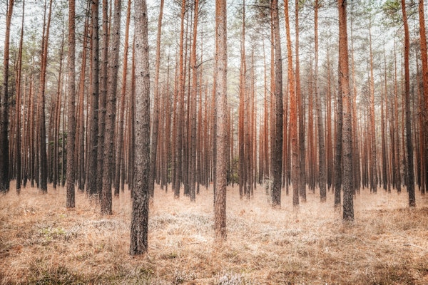 Magical Forest Summer