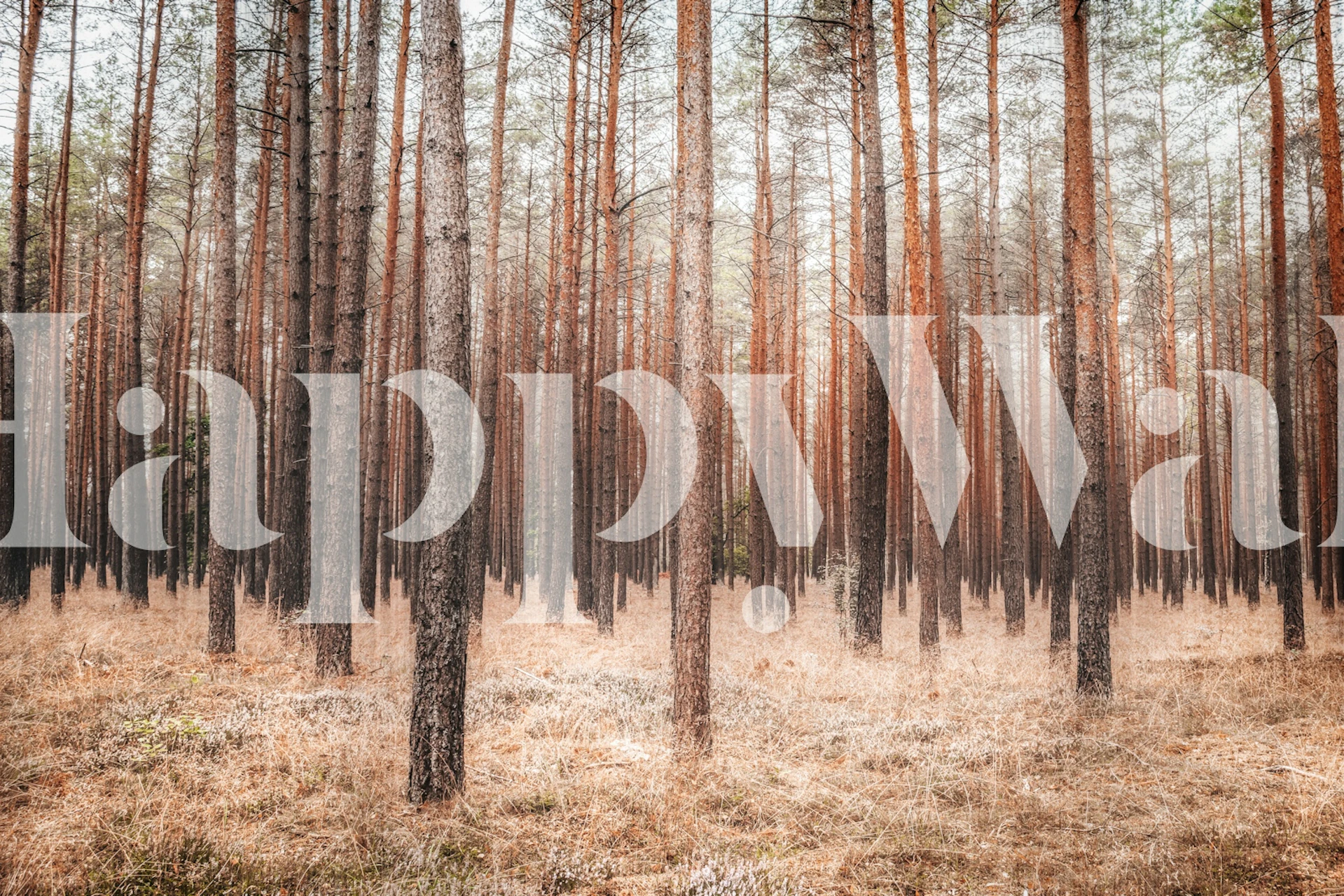 Tall trees in a sunlit forest with brown ground wallpaper