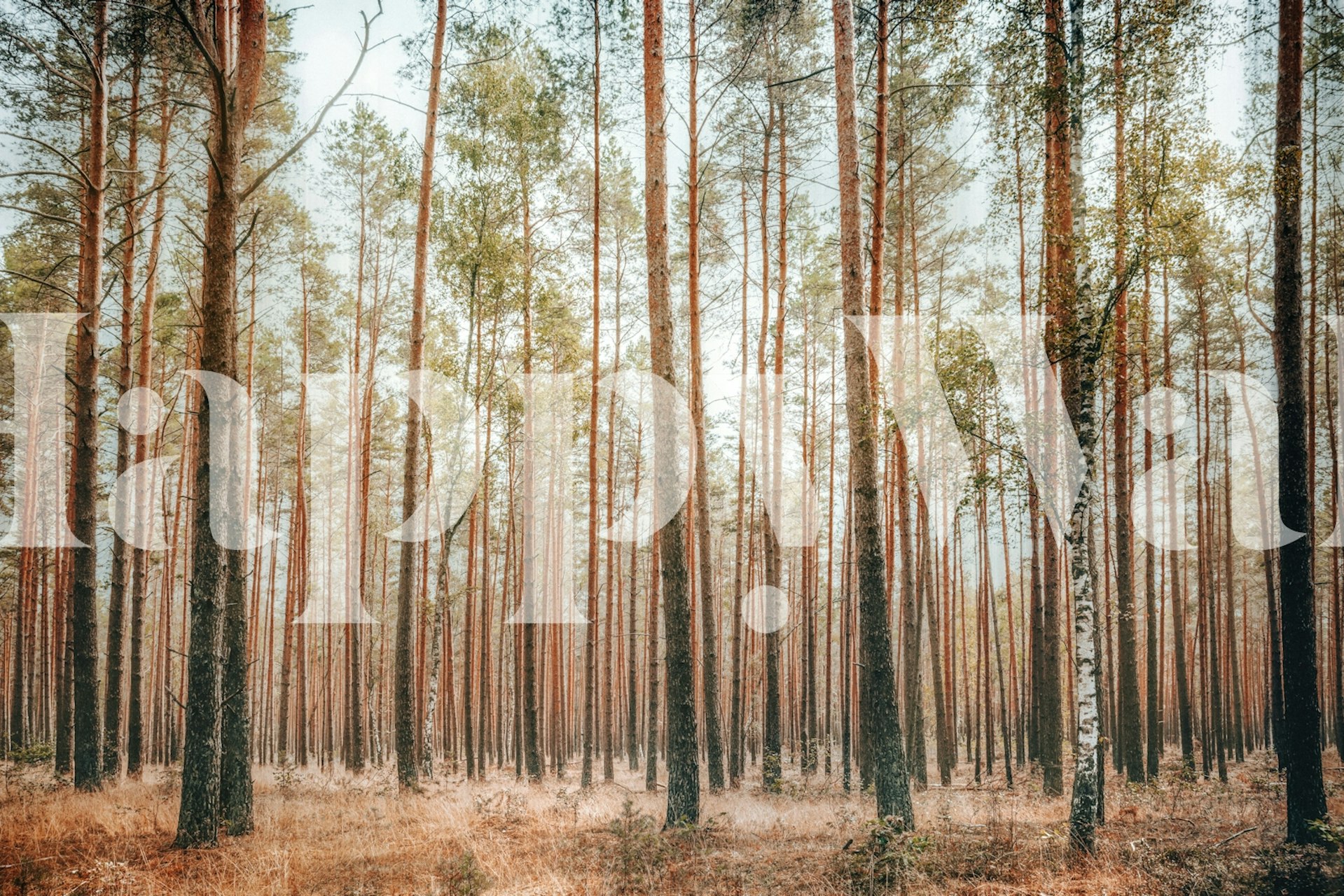 Woods with Sunlight tapeta u sobi