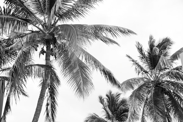 Caribbean Palms 2