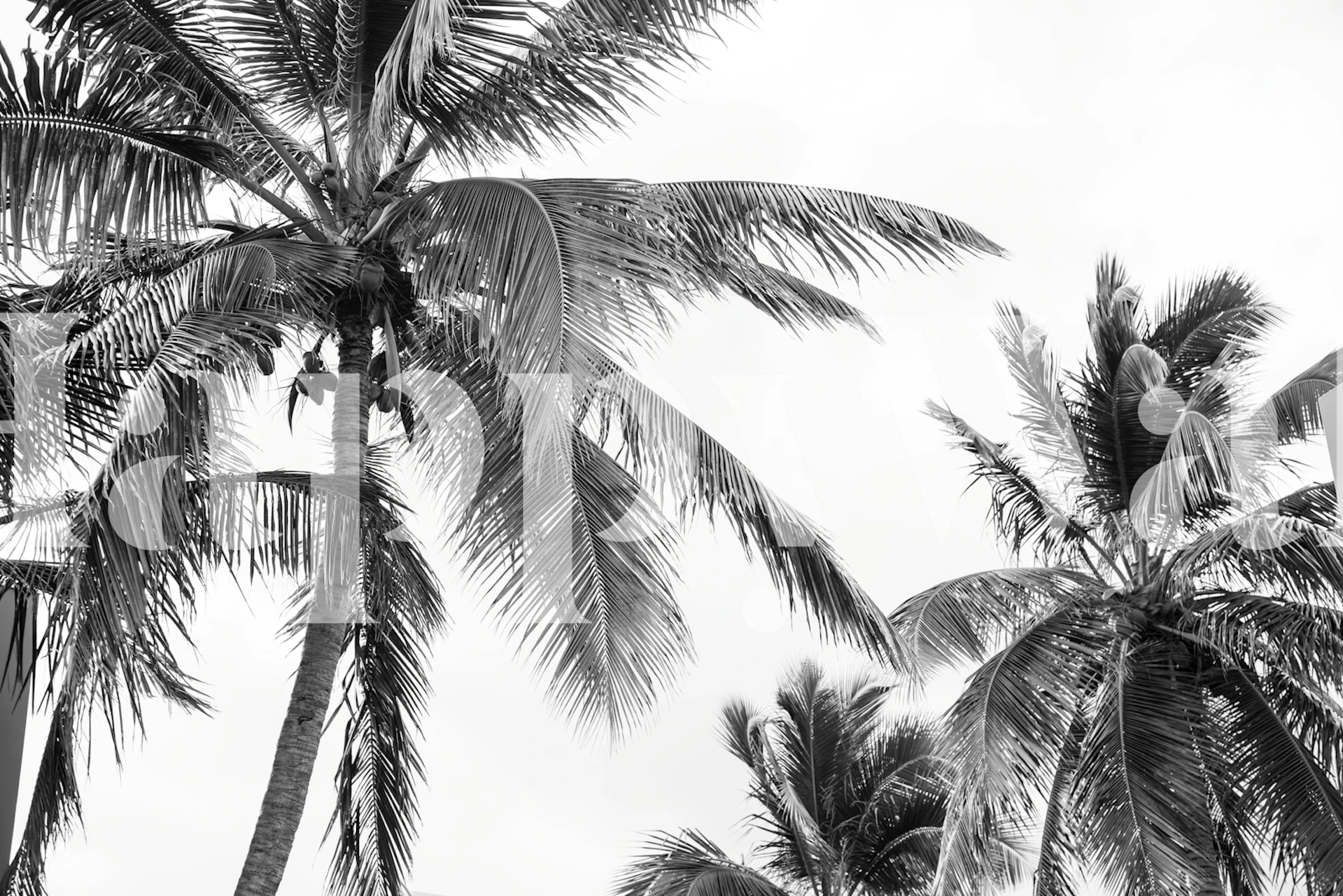 Caribbean Palms 2 wallpaper in a room