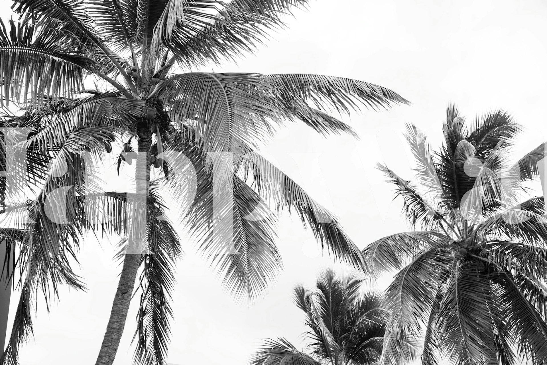 Caribbean Palms 2 wallpaper in a room