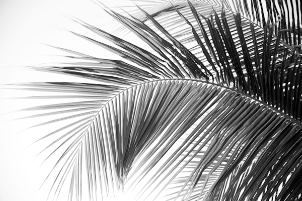Caribbean Palm Leaves Dream 2