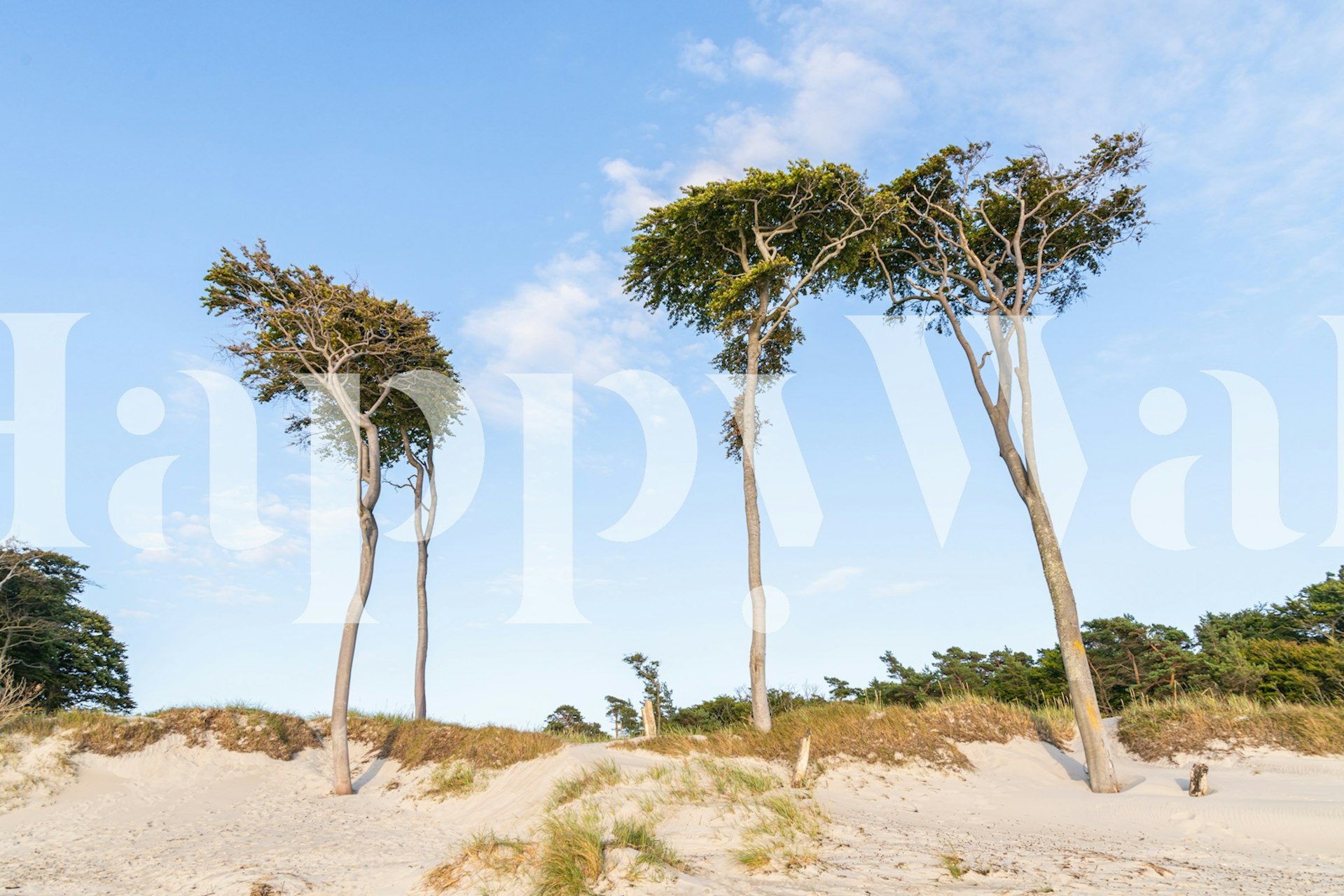 Baltic Summer Beach zidni mural s vitkim drvećem i pješčanom plažom s čistim plavim nebom