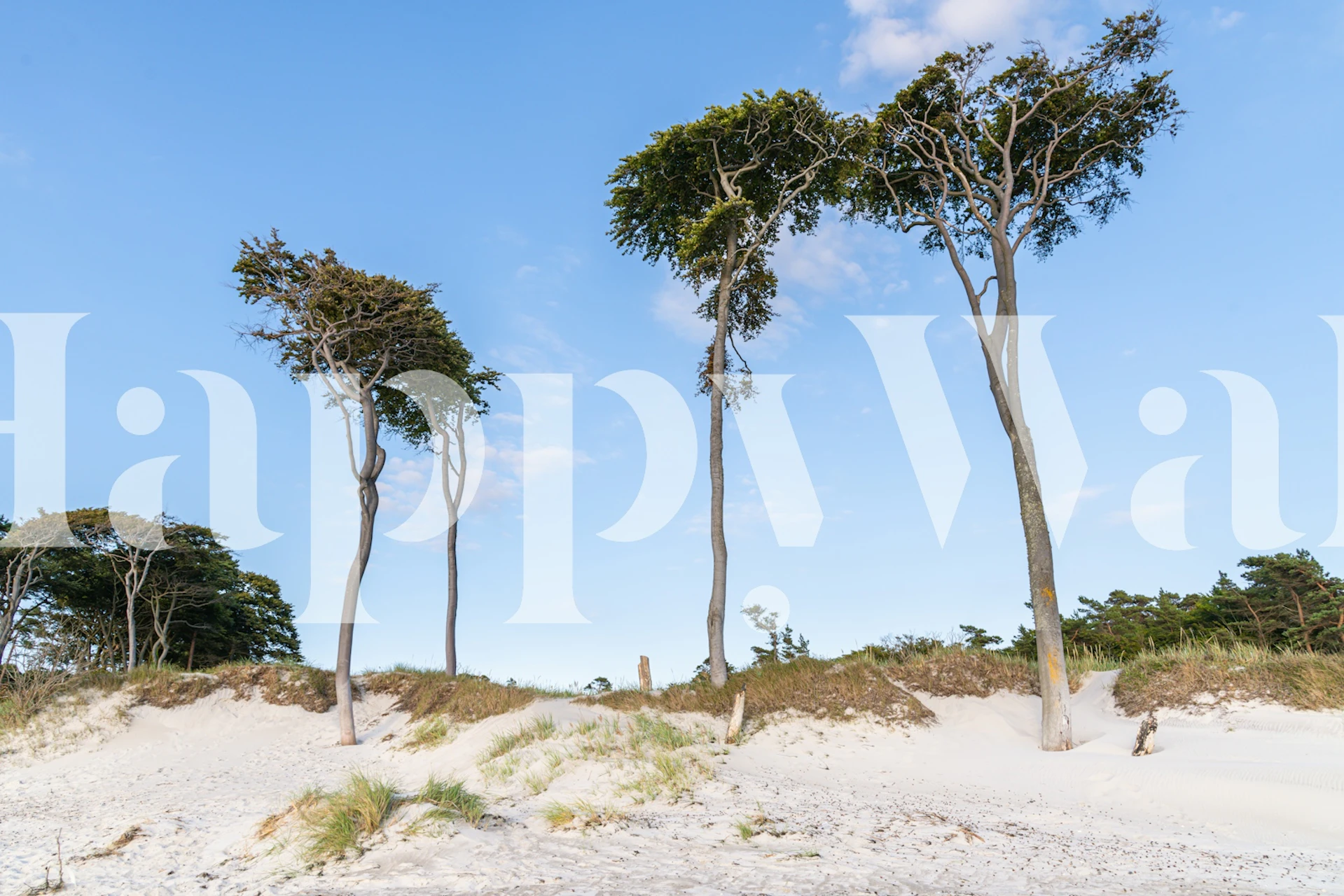 Baltic beach wallpaper in a room setting