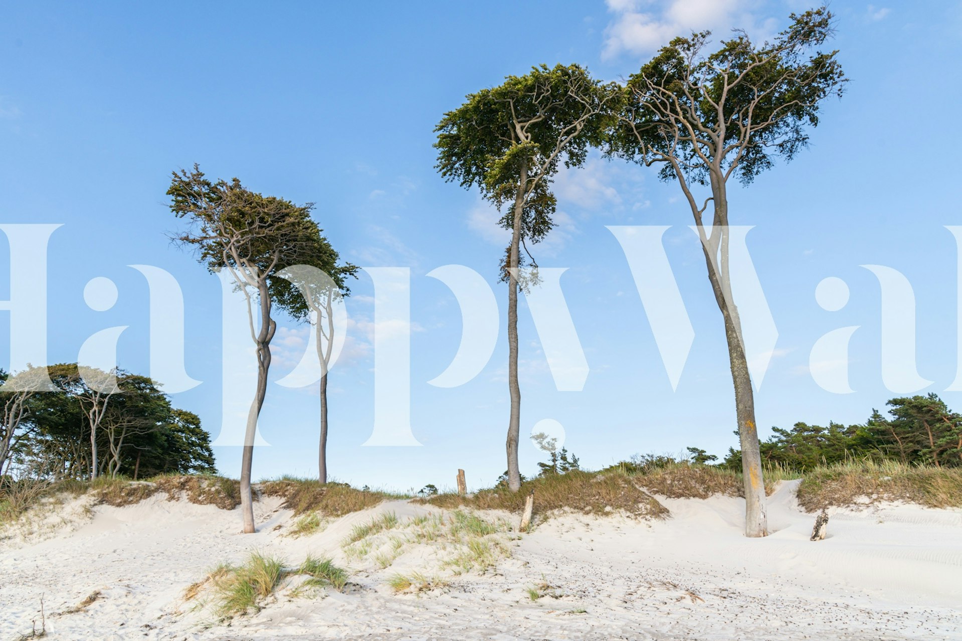 Baltic beach wallpaper in a room setting