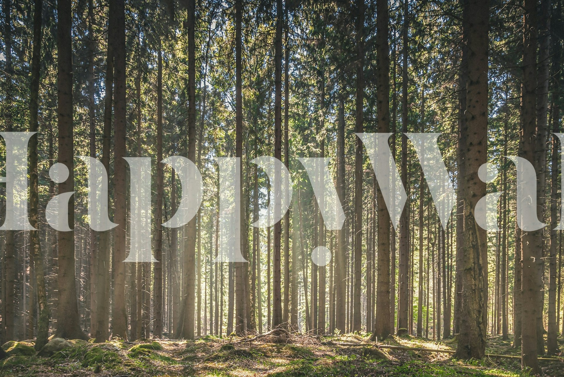 Sunbeam Forest wallpaper featuring tall green trees and sunlight