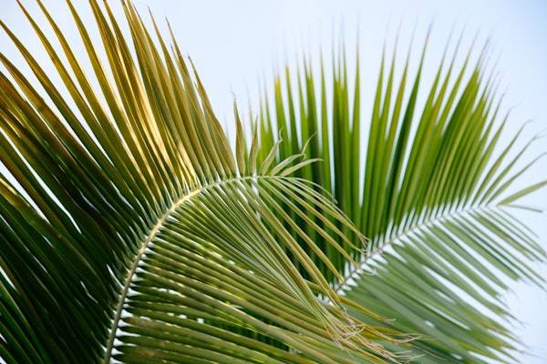 Lush Caribbean Palms 1