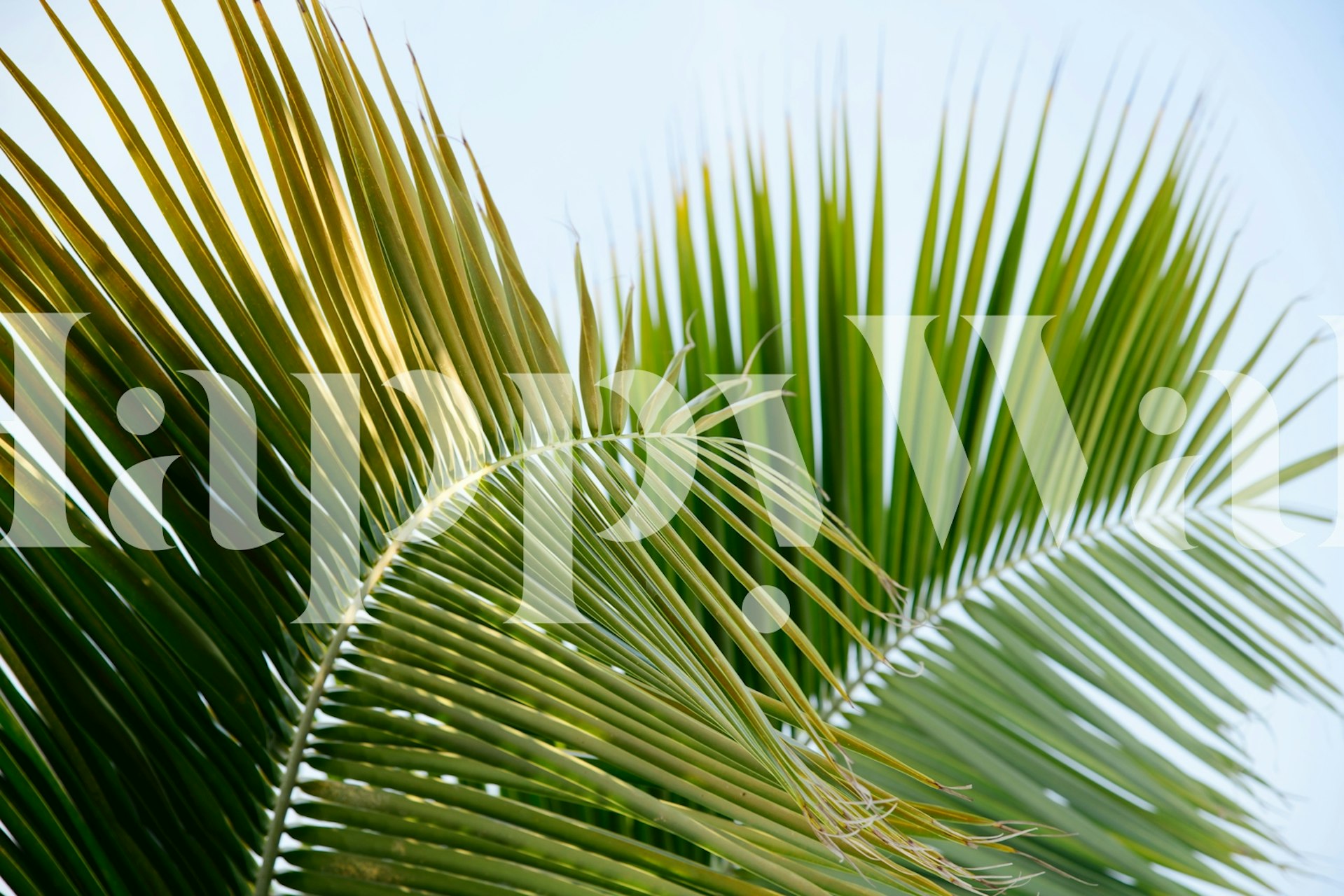 Lush green palm leaves against a soft blue background wallpaper
