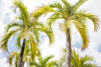 Summer Paradise Palms 1 ταπετσαρία