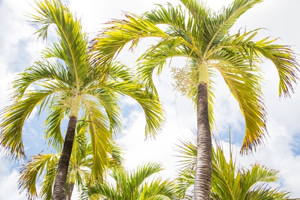 Summer Paradise Palms 1