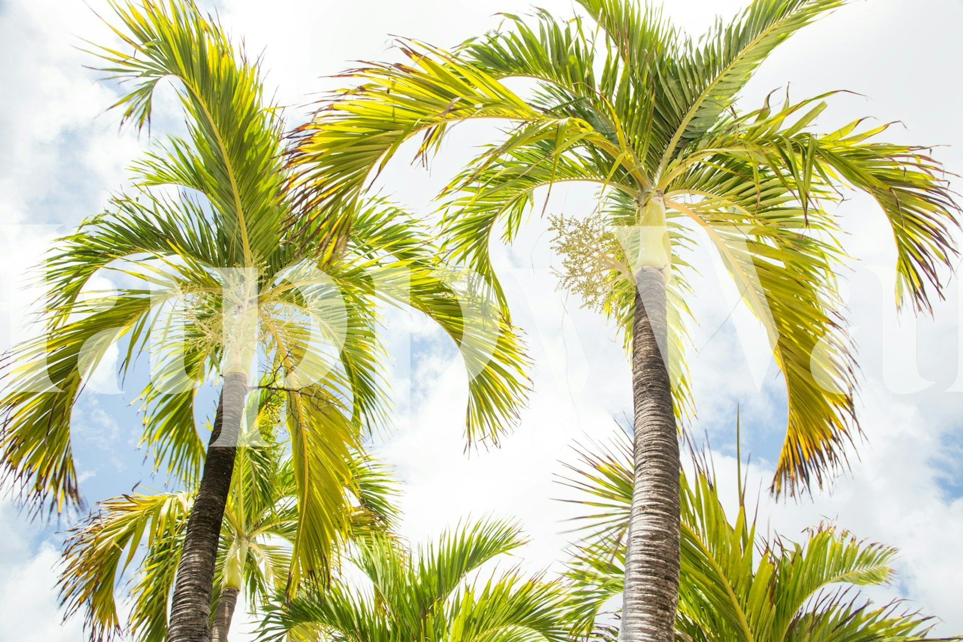 Tropische palm behang in een kameropstelling