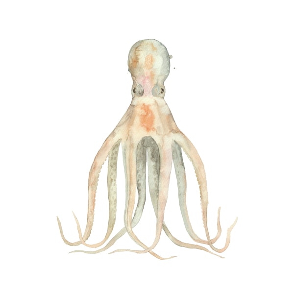 Sea Life Collection // Octopus