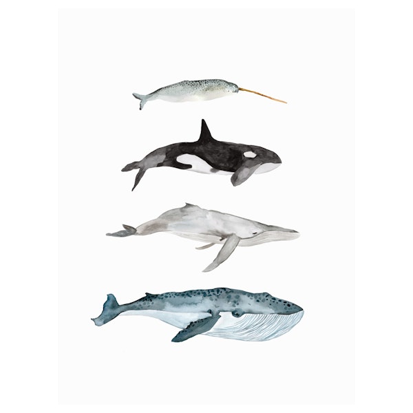 Sea Life Collection // Four Whales