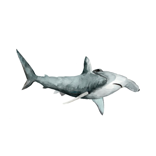 Sea Life Collection // Hammerhead Shark