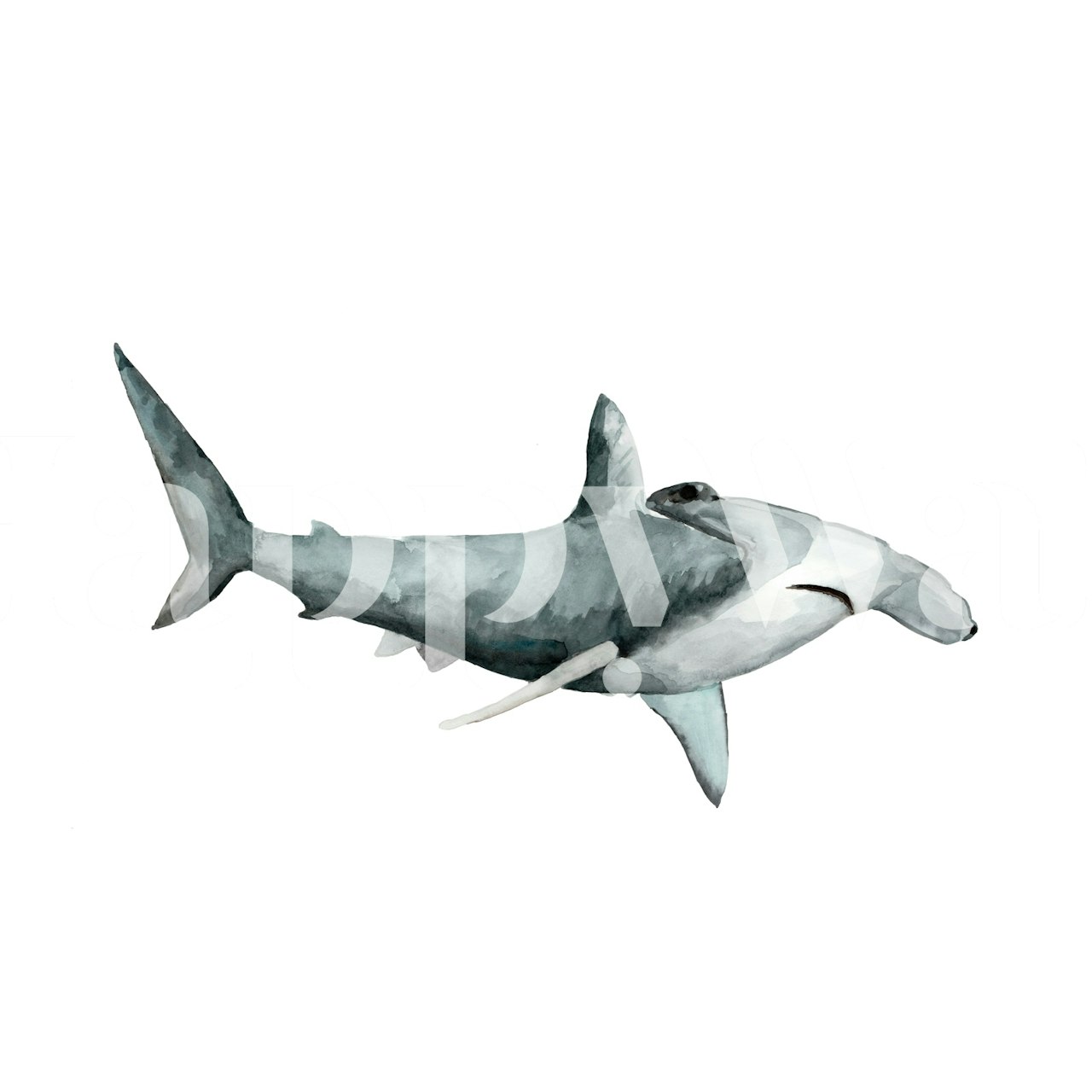 Watercolor hammerhead shark illustration wallpaper