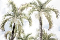 Summer Paradise Palms 2 ταπετσαρία