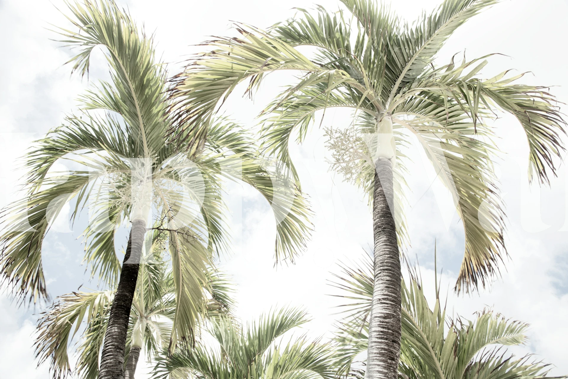 Tall palm trees against a bright sky wallpaper