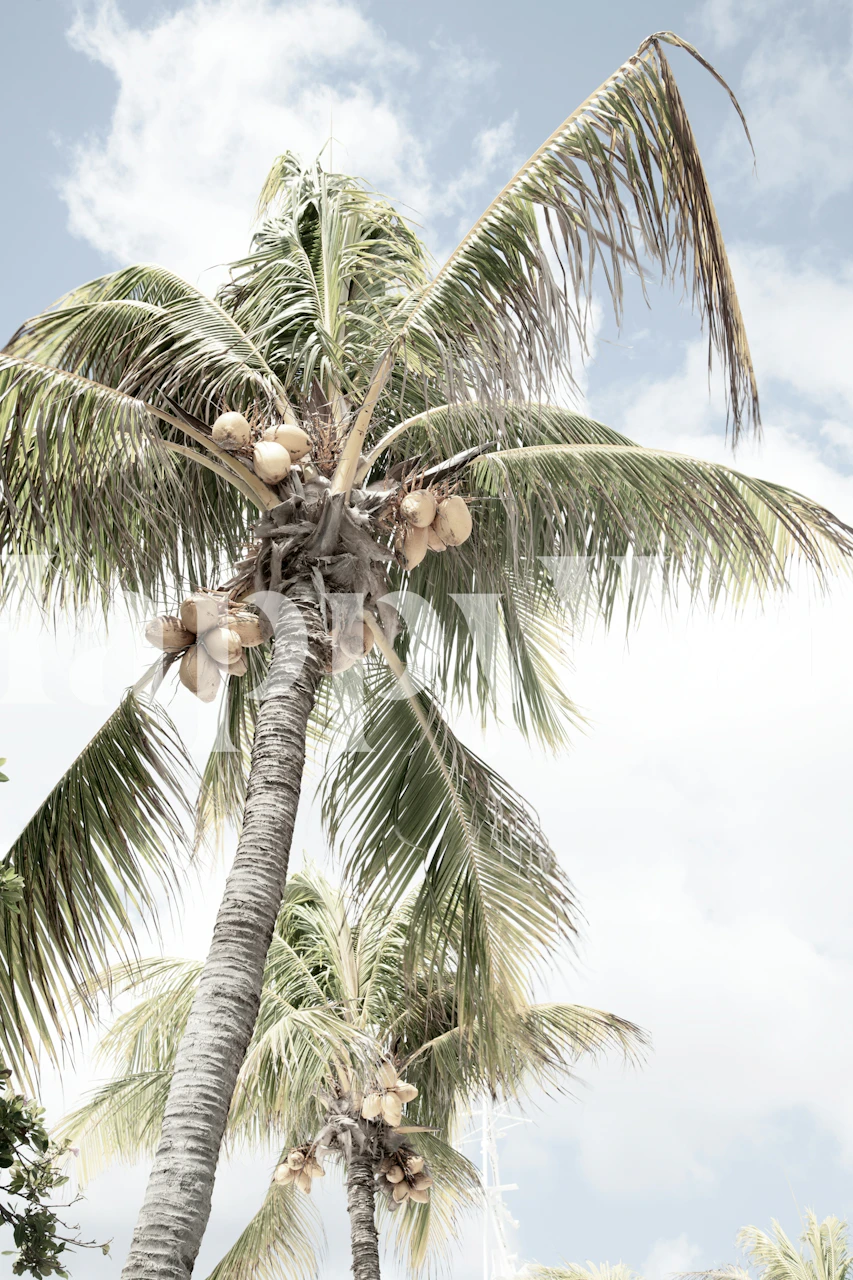 Tropisk palm tapet i en romsetting