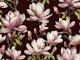 Magnolia Spring Romance Pink Brown