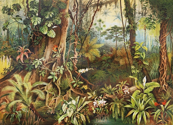 Vintage jungle