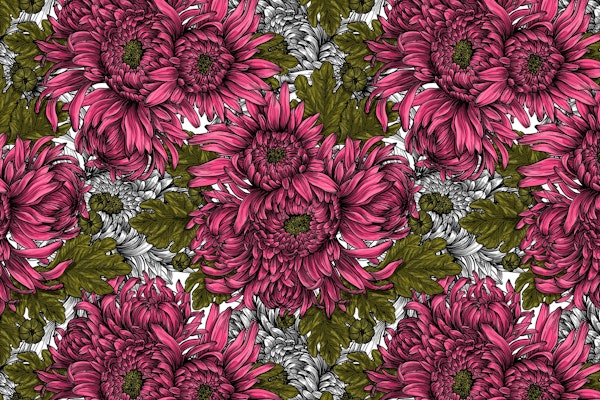 Pink chrysanthemum flowers