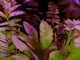 Floral Jungle Leaf Dream