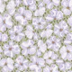 Pansies on green