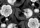 Birds and peony flowers monochrome, gray