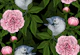 Birds and pink peony flowers
