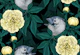 Birds and yellow peony flowers