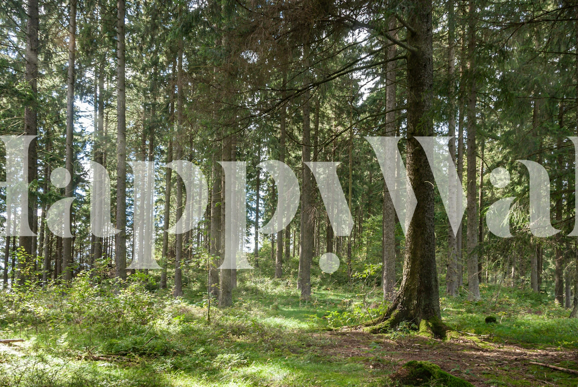 Forest wallpaper in una stanza luminosa