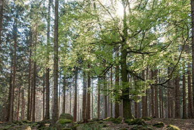 Wandgemälde