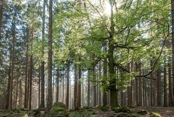 Forest with magic Sunbeam