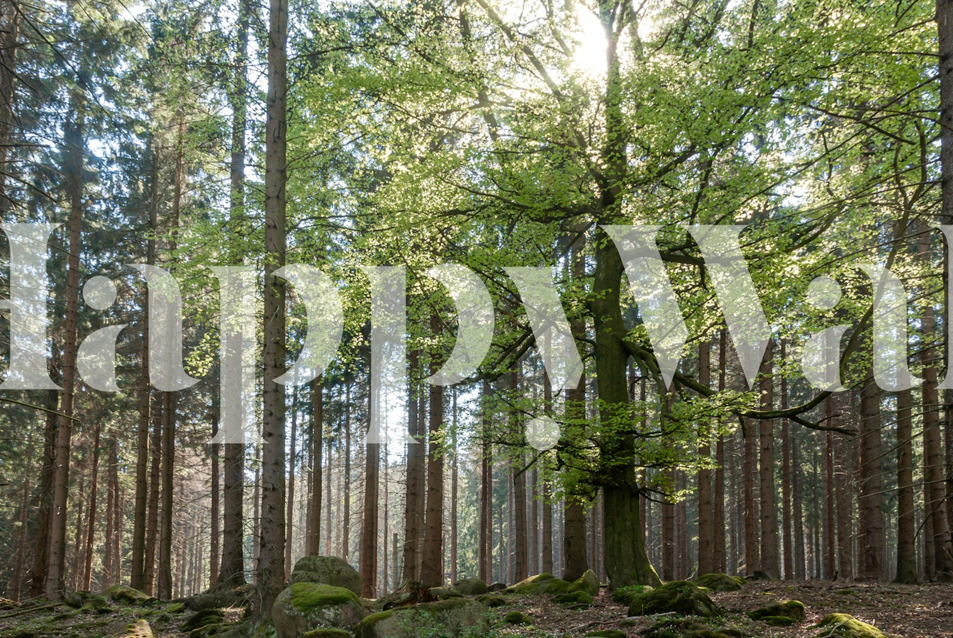 Lush green forest trees with sunlight shining through wallpaper