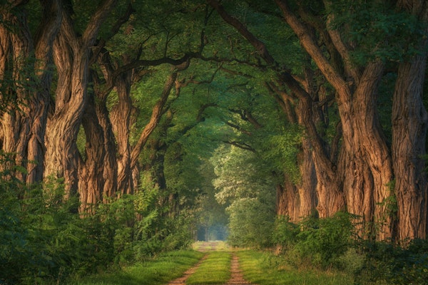 Soft morning light at the acacias