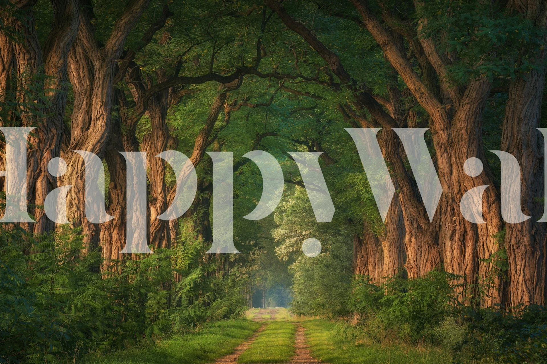 Soft morning light through acacia trees tapetti