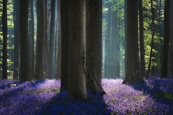 Bluebell spring forest