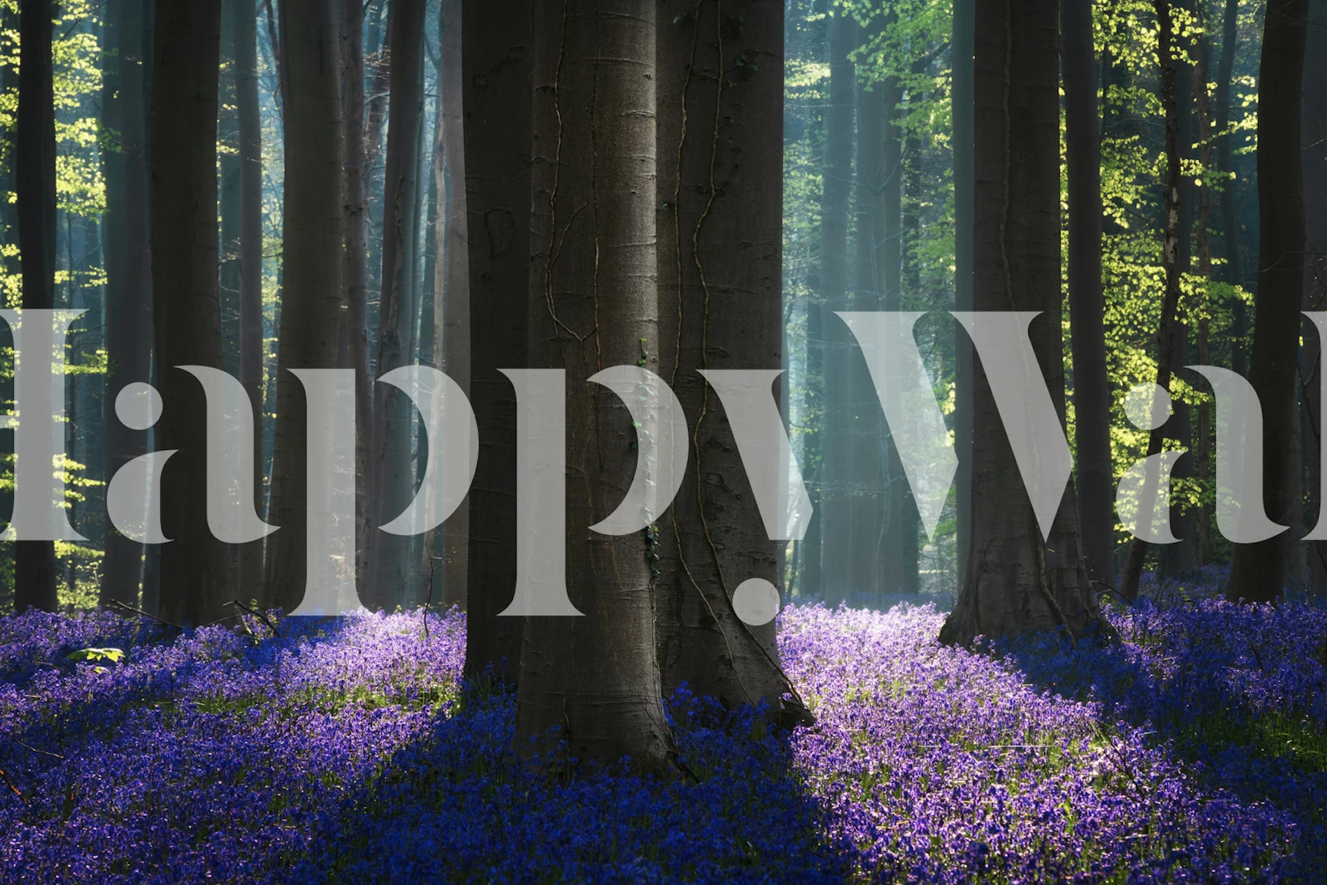 Bluebell flowers with green foliage in a forest wallpaper