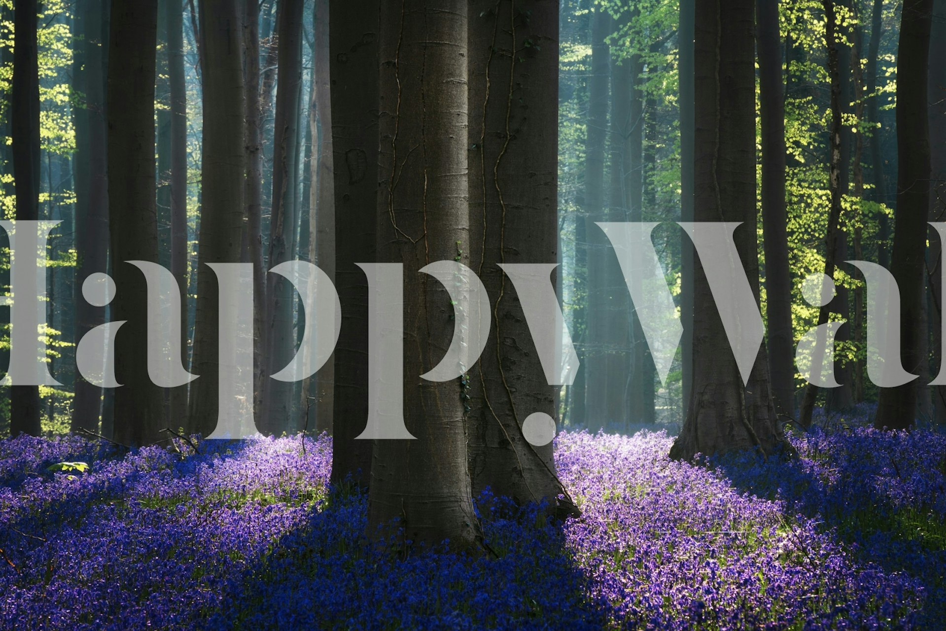 Bluebell flowers with green foliage in a forest wallpaper