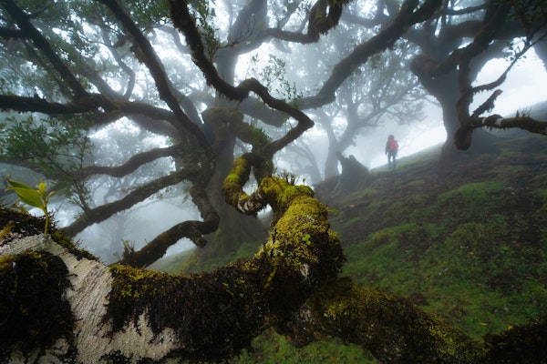 Misty forest of Madeira