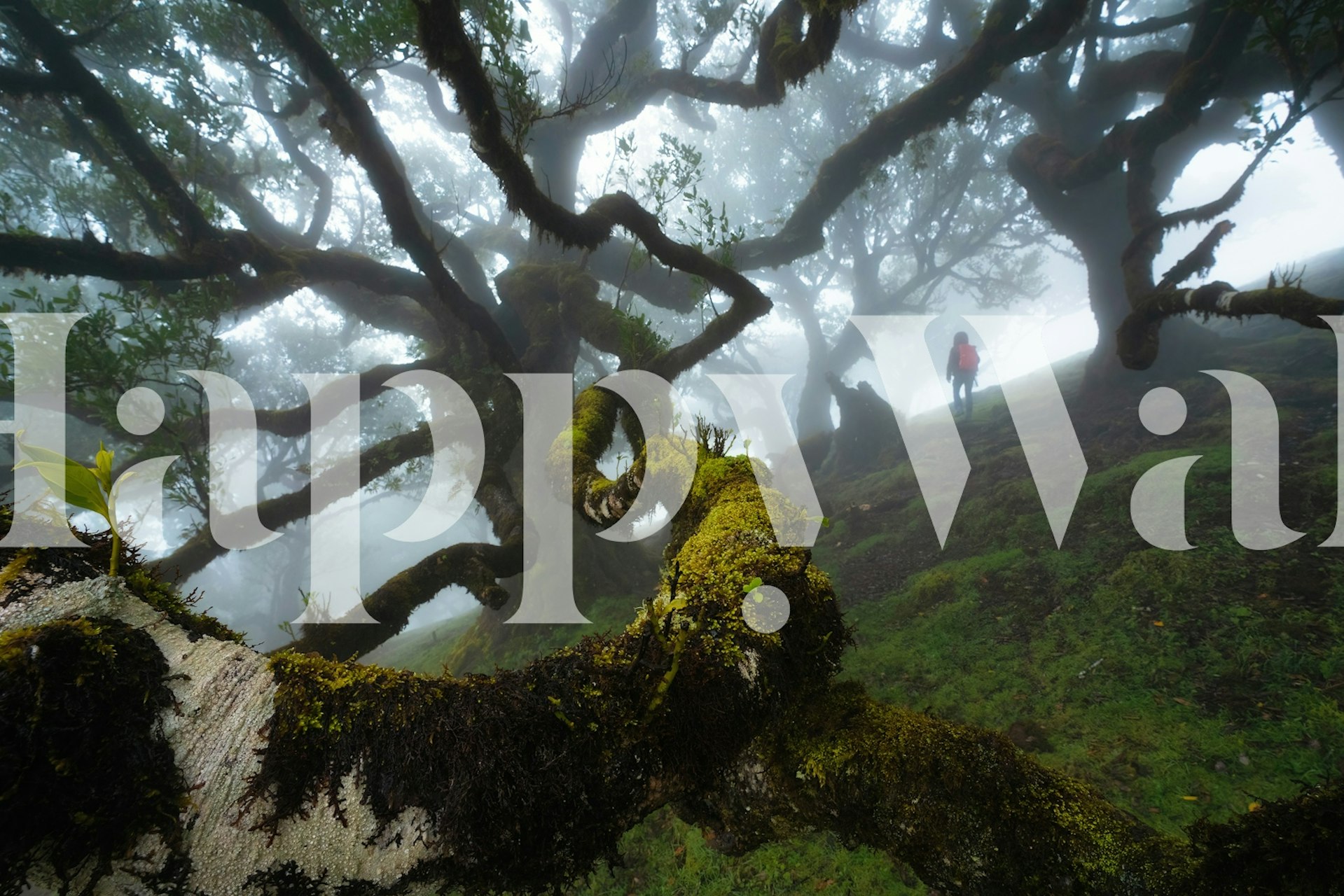 Mysterious misty forest in Madeira with gnarled trees and moss-covered branches wall mural