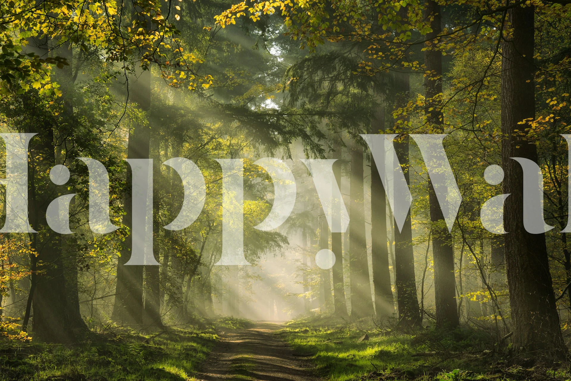 Dutch forest wallpaper med solstrålar