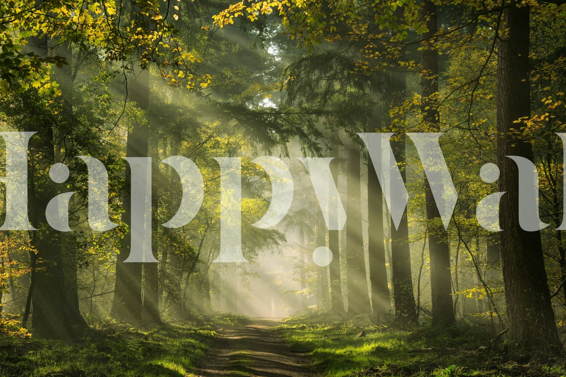 Dutch forest wallpaper com raios de sol