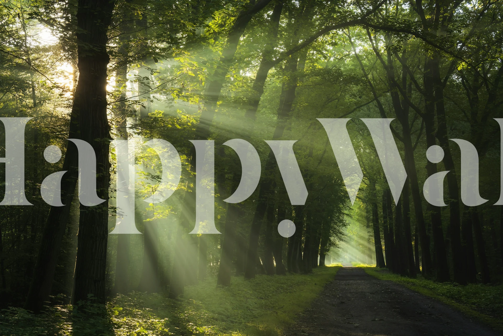 Sunrays filtering through a green forest wallpaper