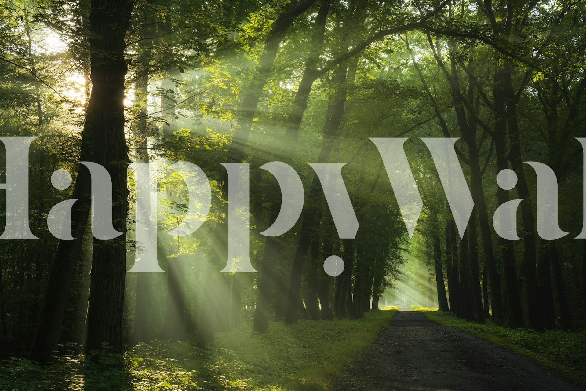 Sunrays filtering through a green forest wallpaper