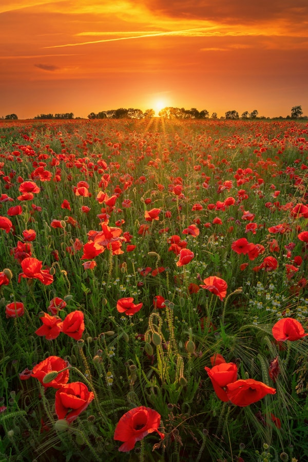Poppies at sunset