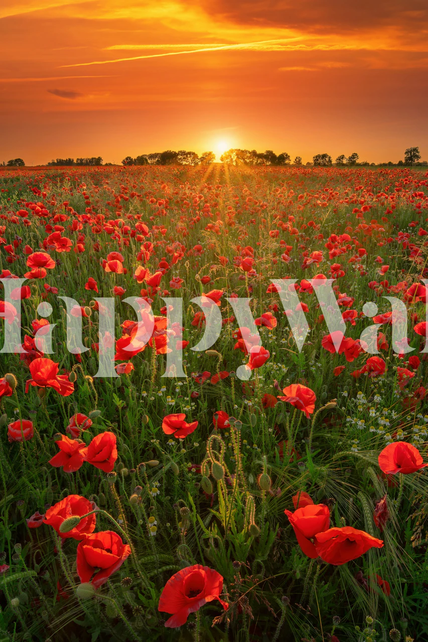 Poppies at sunset tapetti huoneessa