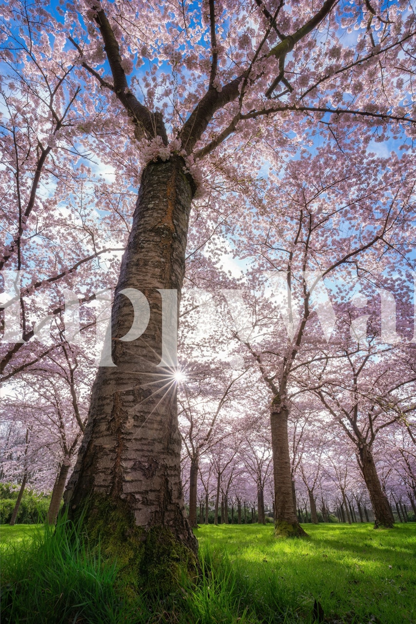 Cherry blossom trees with pink flowers and a blue sky wallpaper