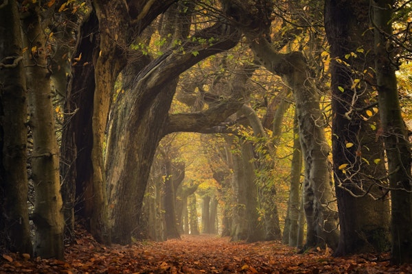 The old alley